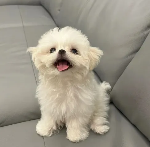 1759343690327-ì¤í¬ë¦°ì·2025-05-16081721.webp